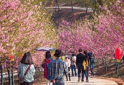 季节性花卉陆续绽放 错峰出游哪里更值得去？