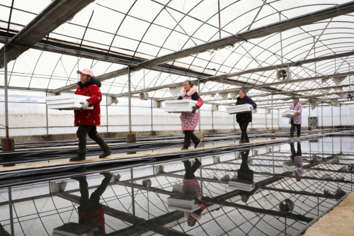 湖北利川：产业“棚”勃发展“育”出乡村振兴致富路