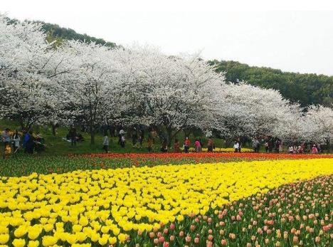 长三角民众不负春光 尝春食、春日游逐渐升温