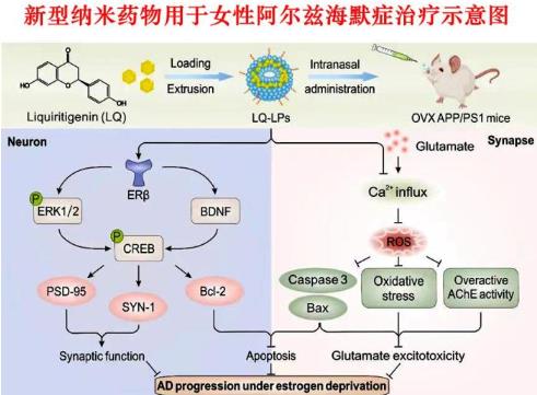 天津大学联合研发阿尔兹海默症女性特异性纳米药物