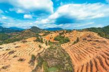 全国经济林产量达2.26亿吨 森林“粮库”里都有啥？