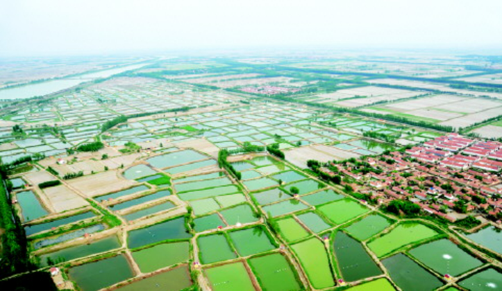 山东滨州：盐碱滩上崛起“千亿粮城”