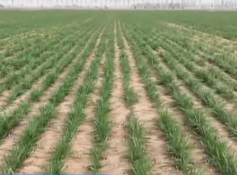 我国冬小麦春管全面展开