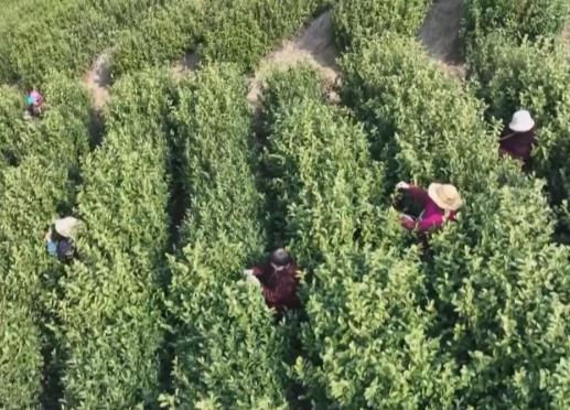 大樱桃、小龙虾抢先上市获青睐 特色农产品抢 “鲜”机走俏市场