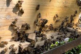 云南沧源：做“甜蜜”事业 过幸福生活