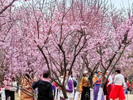 “赏花”搜索热度涨330% 各地推丰富赏花活动