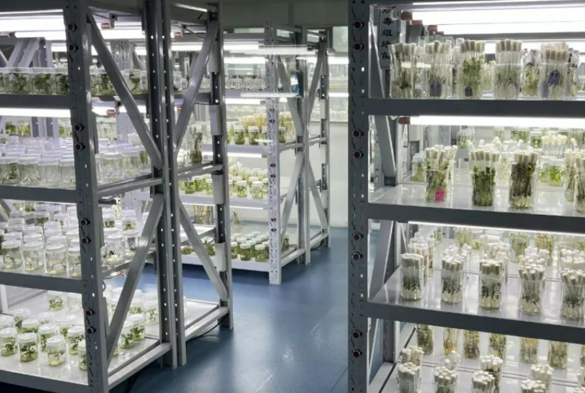 新中国历史上规模最大的农业种质资源普查取得系列成果