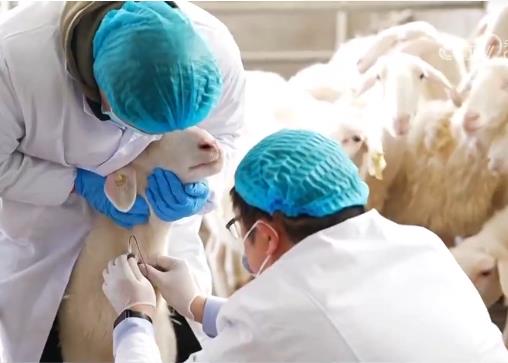 科技助力新疆畜牧业高质量发展