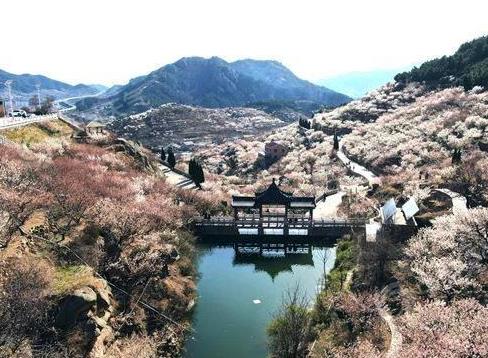 热门赏花踏青目的地热度上涨 你想去哪里春游？