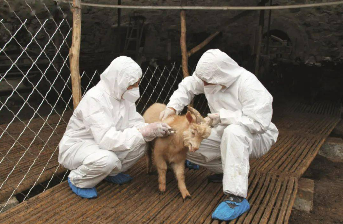 农业农村部：全国动物疫病净化和区域化管理取得积极进展