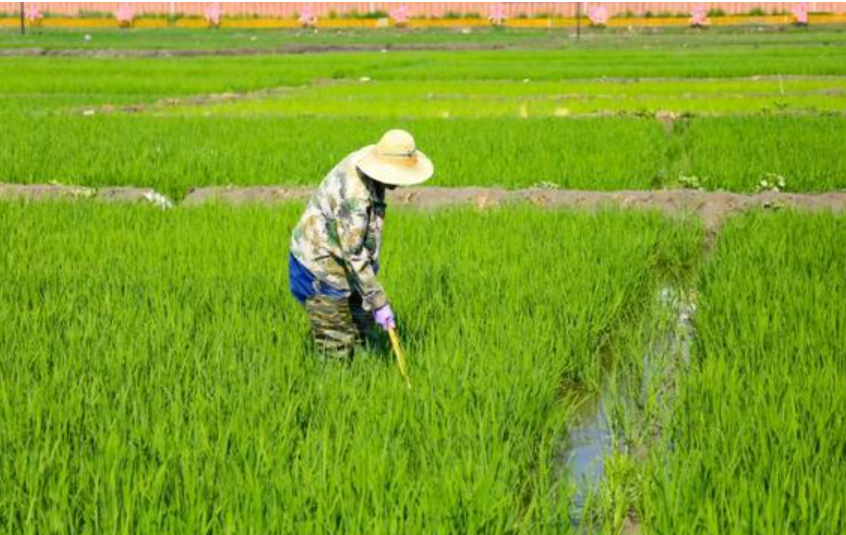 一水两用 鱼菜共生 山西加快绿色低碳农业发展步伐