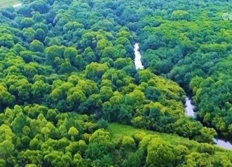 我国成为全球森林资源增长最快最多的国家