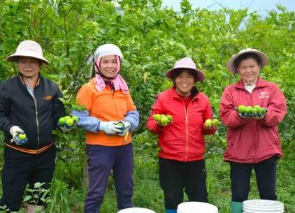 广东多地打响特色水果品牌：春季果盈枝 拓宽致富路