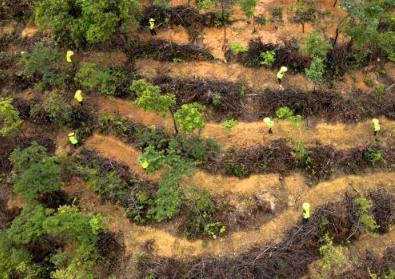 超2.1万个行政村参与种树！广东成为我国最“绿”省份之一