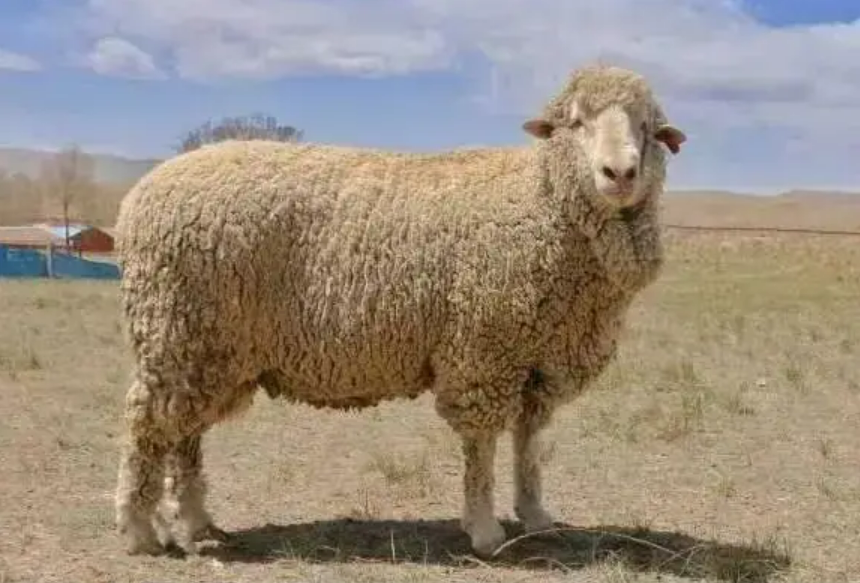 我国首个适应高寒气候肉羊品种通过鉴定