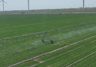 苗情长势好、全程机械化种植 今年春播粮食面积将稳中有增