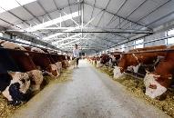 前2月大小畜产仔1847万头（只）   内蒙古全区畜牧业生产保持平稳运行