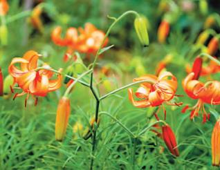 国内太空育种鲜花首次大规模面市 从哪里能买到？