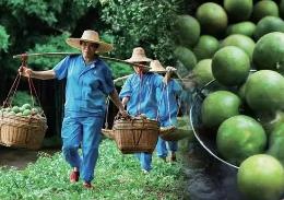 广东“土特产”化橘红变时尚产业