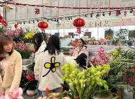 福建花卉销售实现“开门红”“开门稳”