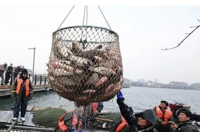 安徽渔业经济总产值增长8.4%