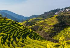 《海南省乡村振兴促进规定》下月起施行 鼓励农村集体经济多样化发展