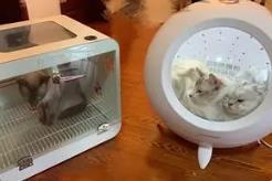 美容电器、智能猫厕……萌宠经济升温！2025年市场规模将近500亿元