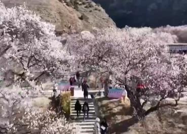 “赏花经济”带动清明旅游热度攀升 部分平台订单量倍增