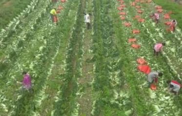 各地春季蔬菜大量上市 “菜篮子”价格呈现季节性下降