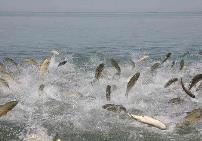 我国将采取三方面举措保护长江珍稀濒危物种