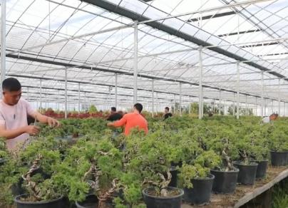 花木产业新“花”样 “美丽经济”活力澎湃