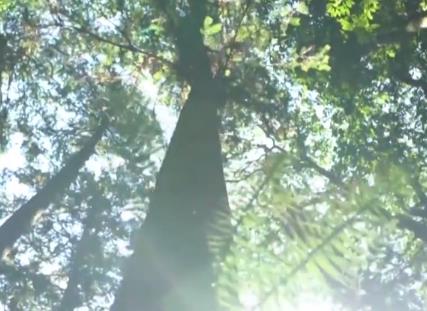 我国春季植树造林大面积展开