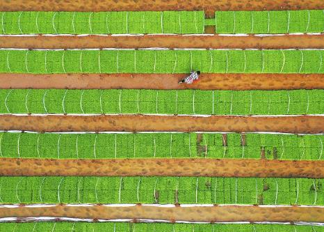 四川大春粮食育播已完成2400万亩 超计划任务三成