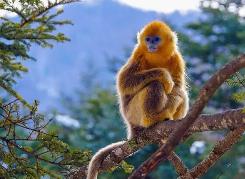 科技助力我国珍稀动物数量稳中有升