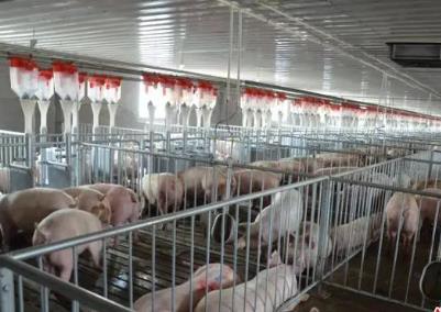 山西首家供港猪肉原料养殖场落户晋城