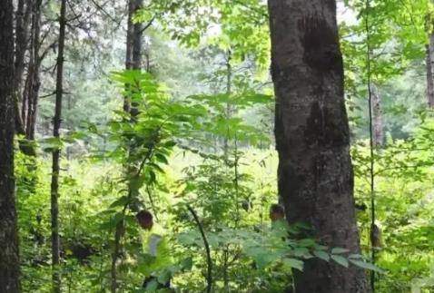 黑龙江省成立专班推进林草碳汇工作