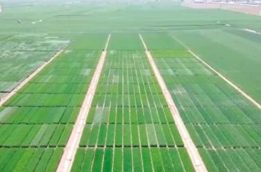 抢抓农时 各地有序推进春耕生产