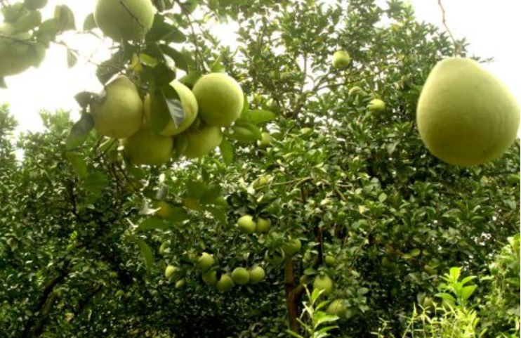 确保品牌成色 打造产业特色--福建省仙游县运用地理标志助力乡村振兴纪实