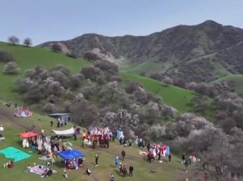 新疆以花兴农把“颜值”变“产值” “花经济”成为乡村经济“新引擎”