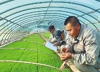 截至3月末黑龙江投放春耕备耕贷款1977亿元 同比增长30.7%