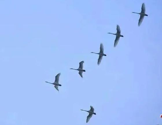 山西：完善保护体系 护佑候鸟迁飞