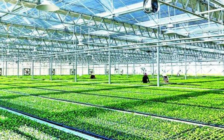 我国现代设施种植面积达4000万亩