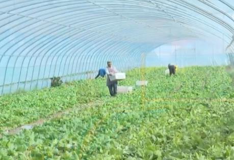 冷凉蔬菜成为“热产业” 特色产业显优势助农增收