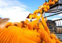 吉林：今年粮食总产量预计可以达到880亿斤