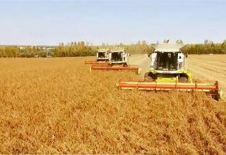 “三农”基本盘进一步夯实 中国粮食自给率未来10年有望提高至91.5%