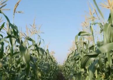 科技农业“金棒子”撑起农户“钱袋子” 智慧农业护航夏粮丰收