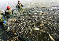 一季度新疆农林牧渔业总产值增速创新高