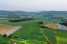 黑龙江：纵向延链横向建群 一招活一片富