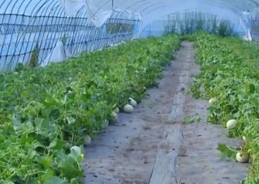 “花样”农产品抢“鲜”上市 为假期居民“菜篮子”“果盘子”增色添彩