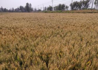 院地合作加速优质强筋小麦“中麦578”推广应用